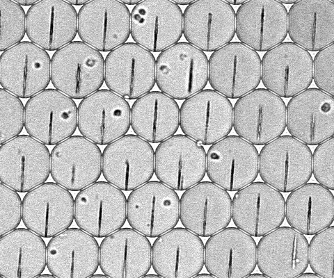 Drop array containing primary murine antibody-secreting cells