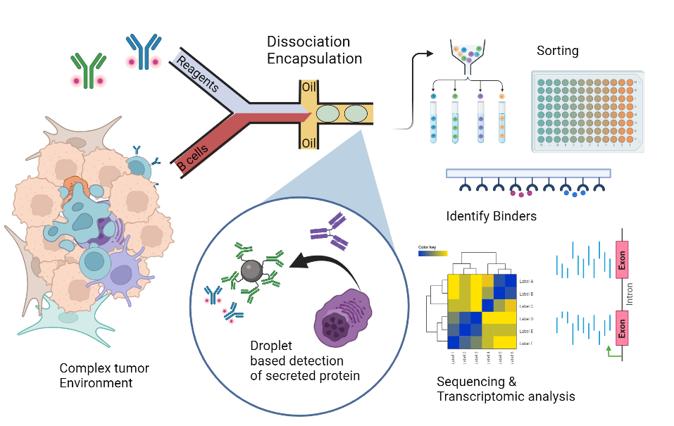 Caricature depicting T-cell co-receptor CD28 &amp; PD1/CTLA-4 demonstrating activation and inhibition of T-cell stimulation. Mutant antibodies may specifically interrupt and decouple PD-L1 blockage without affecting CD80 stimulation. &nbsp;