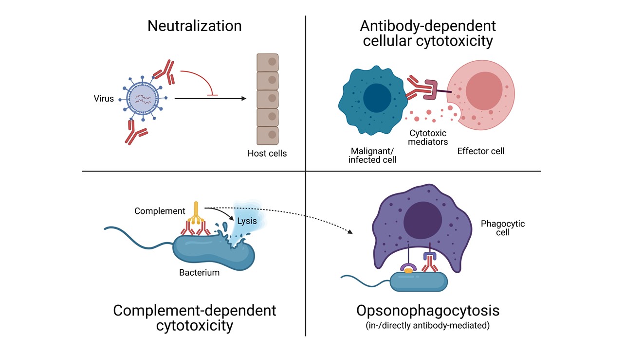 Examples of antibody functionalities of interest.